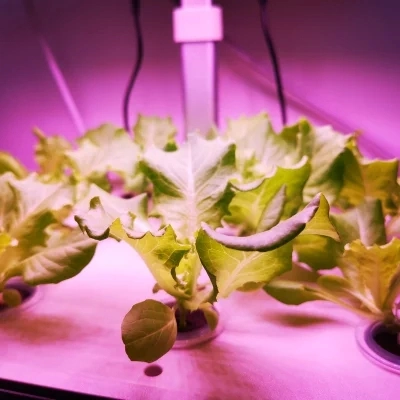 La planta de luz LED de la hidroponía llenar las verduras de la Lámpara de luz crecer