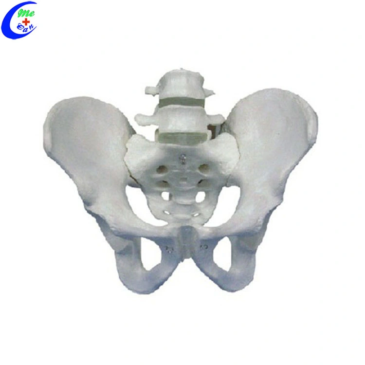 Male and Female Pelvic Skeleton Model Medical Model Medical Training Anatomical Model