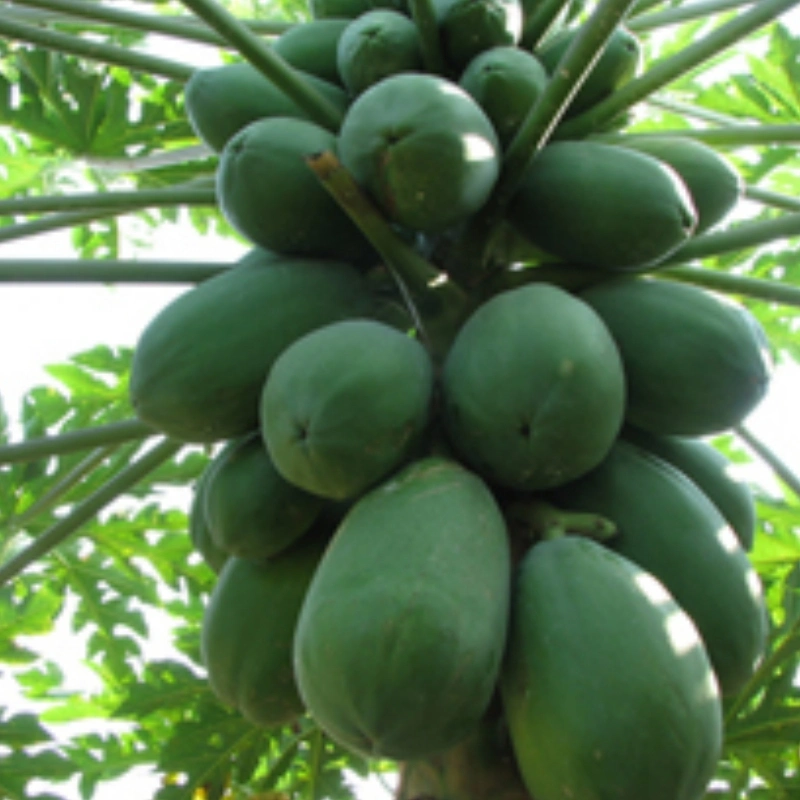 Nutural Plant Extract Papaya Extract Papain Improve Immunity Factory Supply