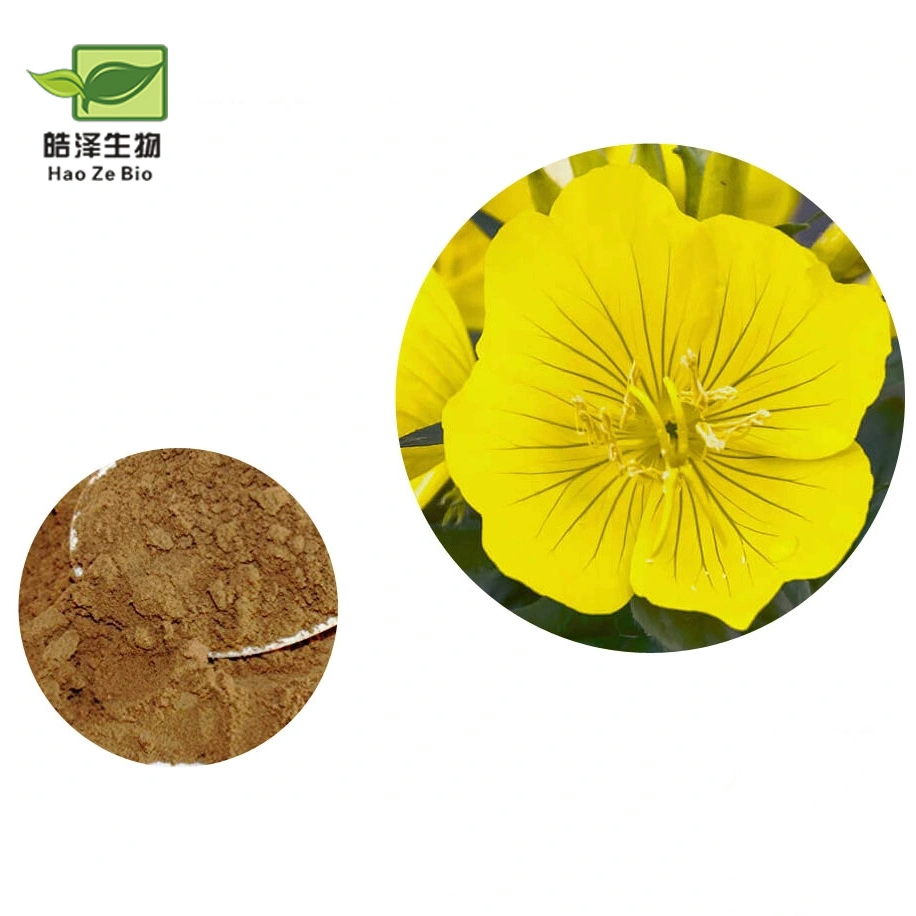 Amostra gratuita 100% Suplemento Natural extracto de Primrose/extracto de flor de primrose à noite