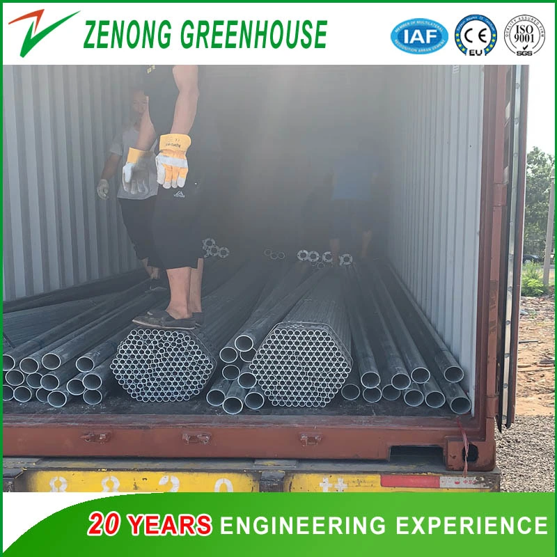 Single Span Greenhouse for Winter Planting No Need Heating China Special Greenhouse with Soil Back Wall