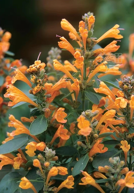 Agastache Seeds Agastache Arizona/Rose Mint Seeds