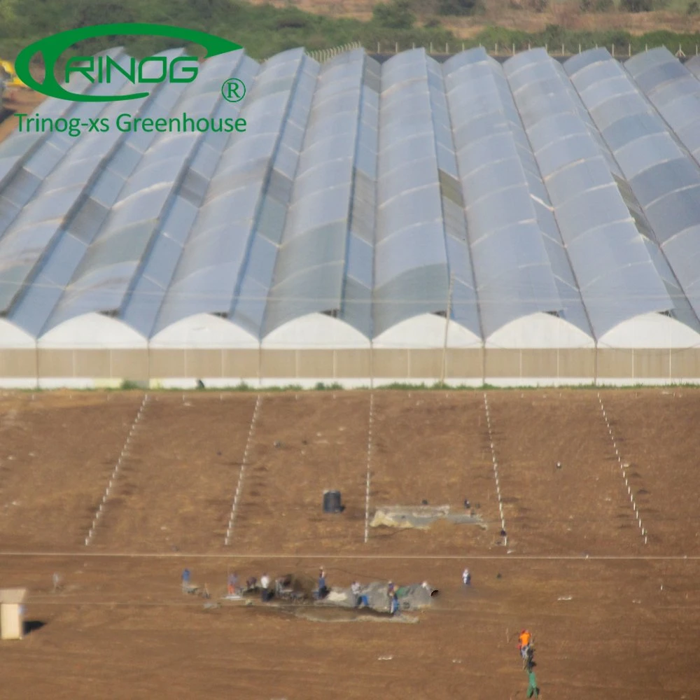 Multispan tunnel plastic film greenhouse for balloon flower