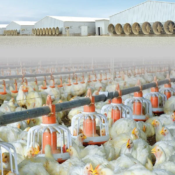 Automatische Tierfütterung Geflügel Farm Fütterung Linie Hühnerfutter und Trinksystem