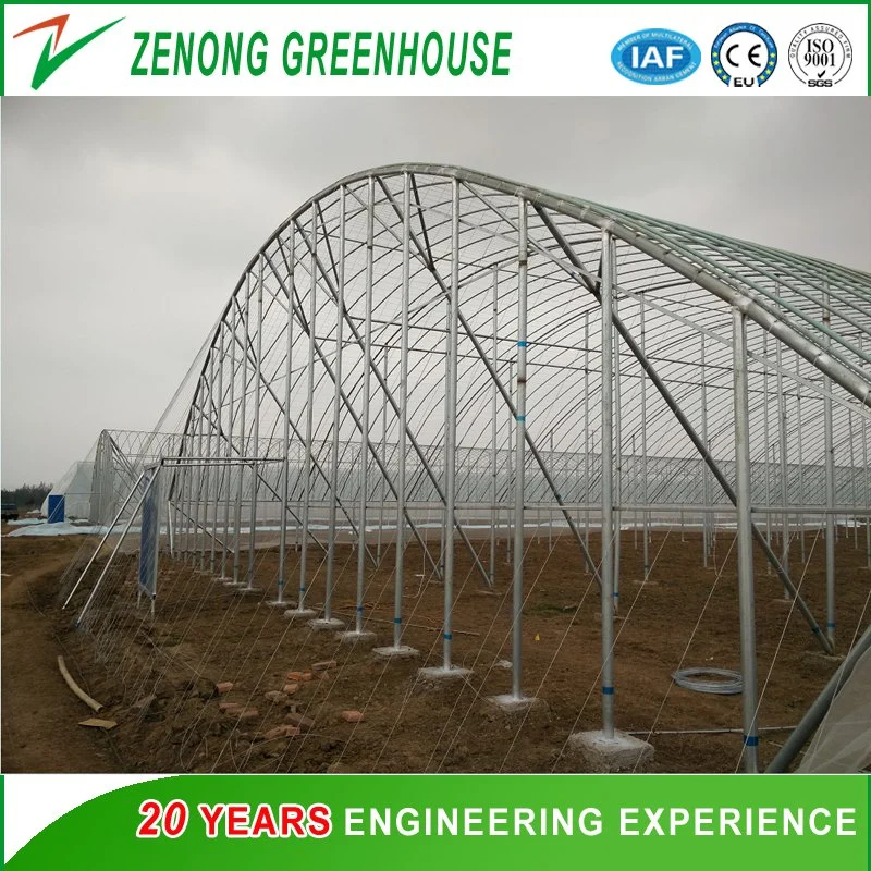 Commercial Poly Film Single-Span Greenhouse with Growing Lights for Vegetable/Flower/Fruit Planting