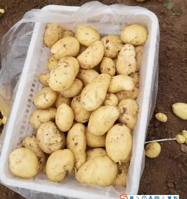 Fresh Potatoes Ukraine Fresh Potato