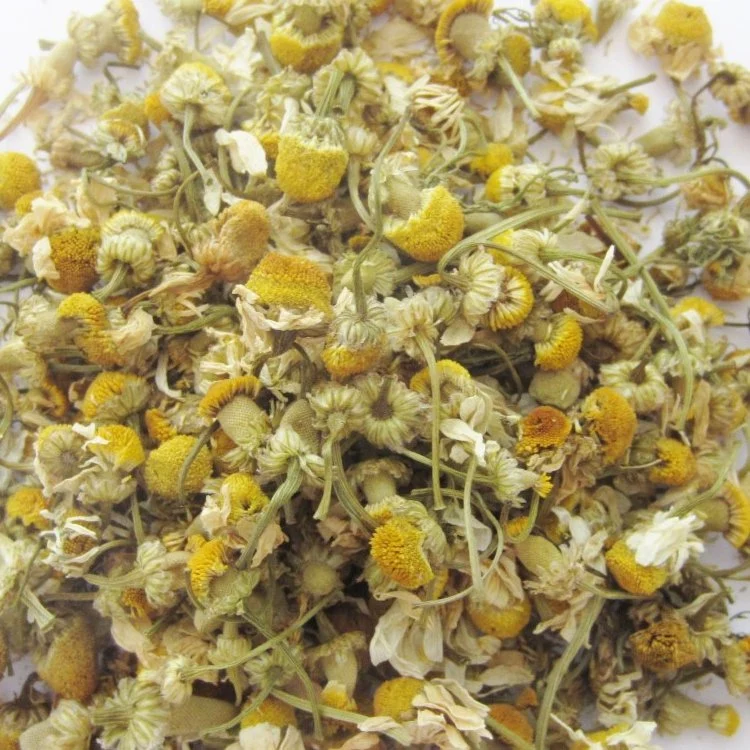 Ervas chinesas Chá de flores 100% Natural Chá seco Chamomile