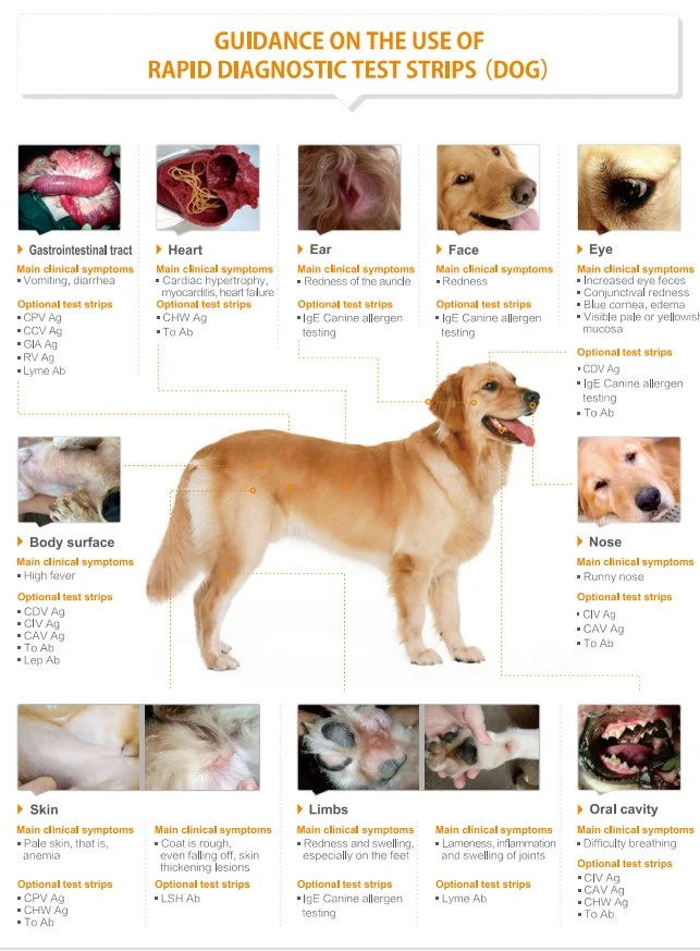 Pet Health Influenza Krankenhaus Krankheit Diagnose Canine Influa Civ Antigen Schnelltest-Kit für Hund