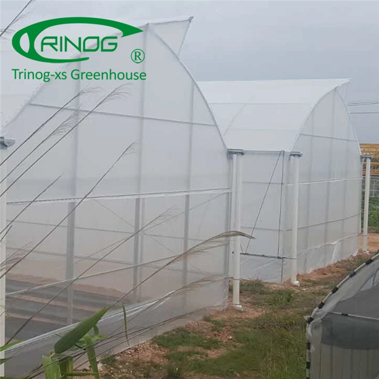 Low Cost Agricultural Large Size Multi-span Film Greenhouse with Hydroponics Growing System