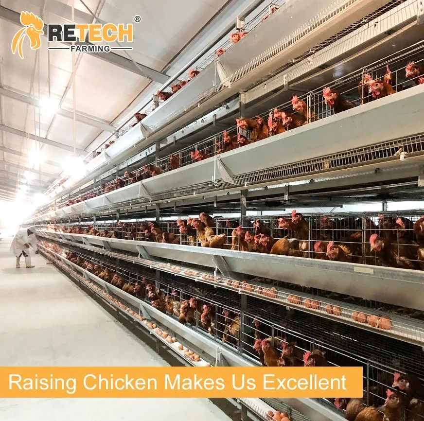 Moder Poultry Farm raising chicken with automatic chicken cage layer poultry equipment