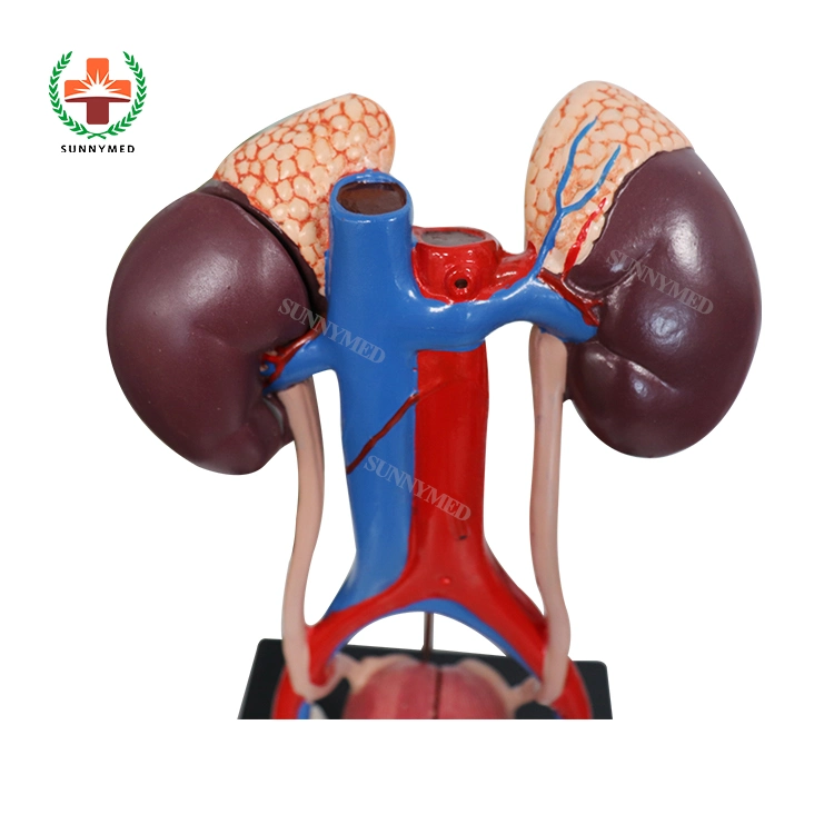 Human Teaching Male Urinary System Anatomical Model for Medical School