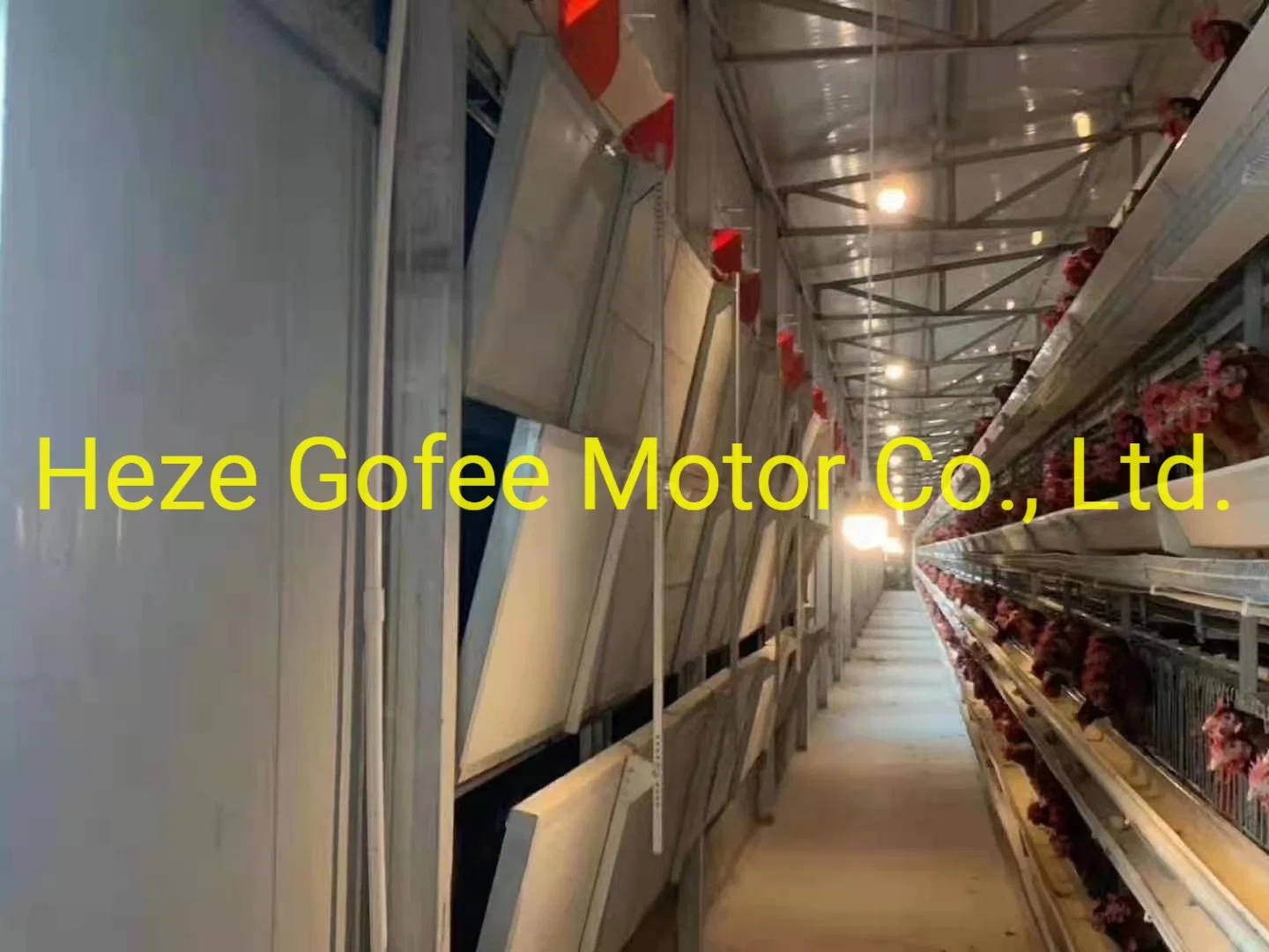 Sistema de Alimentação de frango automática equipamento de alimentação de aves de gaiolas para Codorna Frango Coops