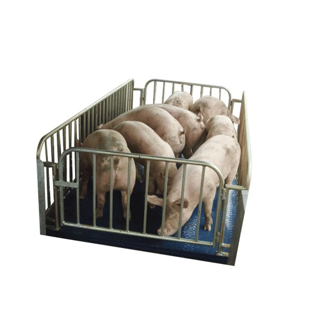 High Accuacy 1000kg Digital Cattle Livestock Weighing Scale for Pig