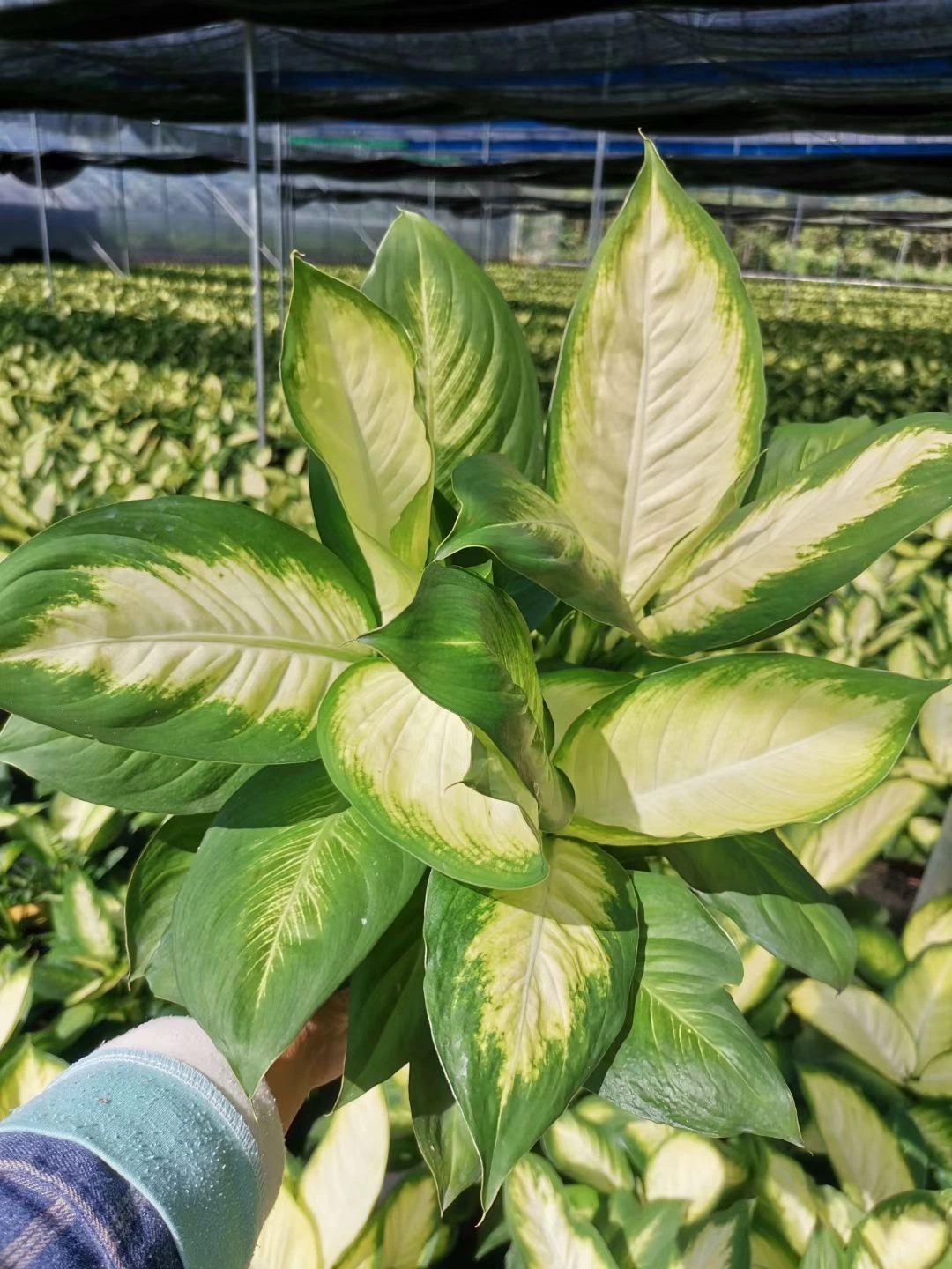 Garden Decoration Aglaonema 'silver Queen' Aglaonema Varieties in Stock