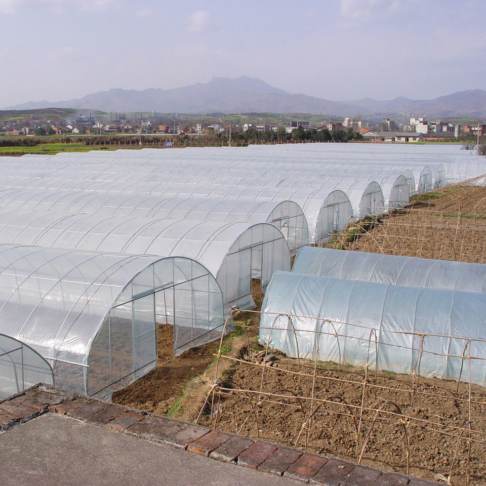 China Single-Span Poly Tunnel Greenhouses with Gi Steel Structure