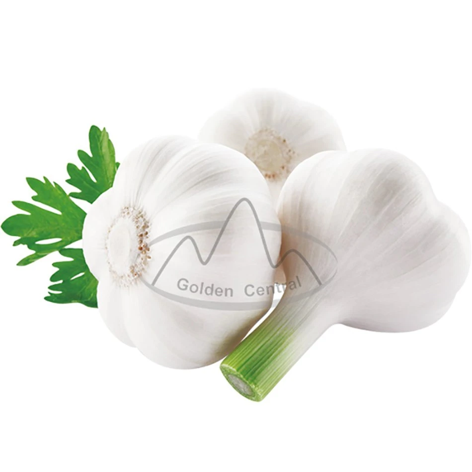 High Grade Fresh Garlic/Normal White Garlic for Sale