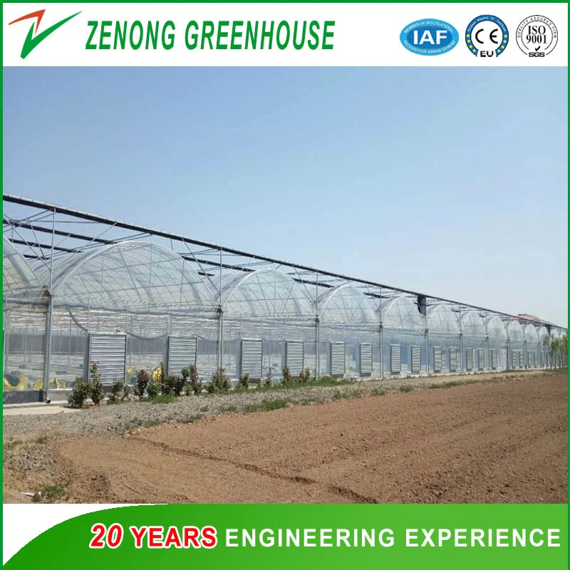 Original Factory Supply Multi-Span Film Greenhouse for Seedling/Vegetables