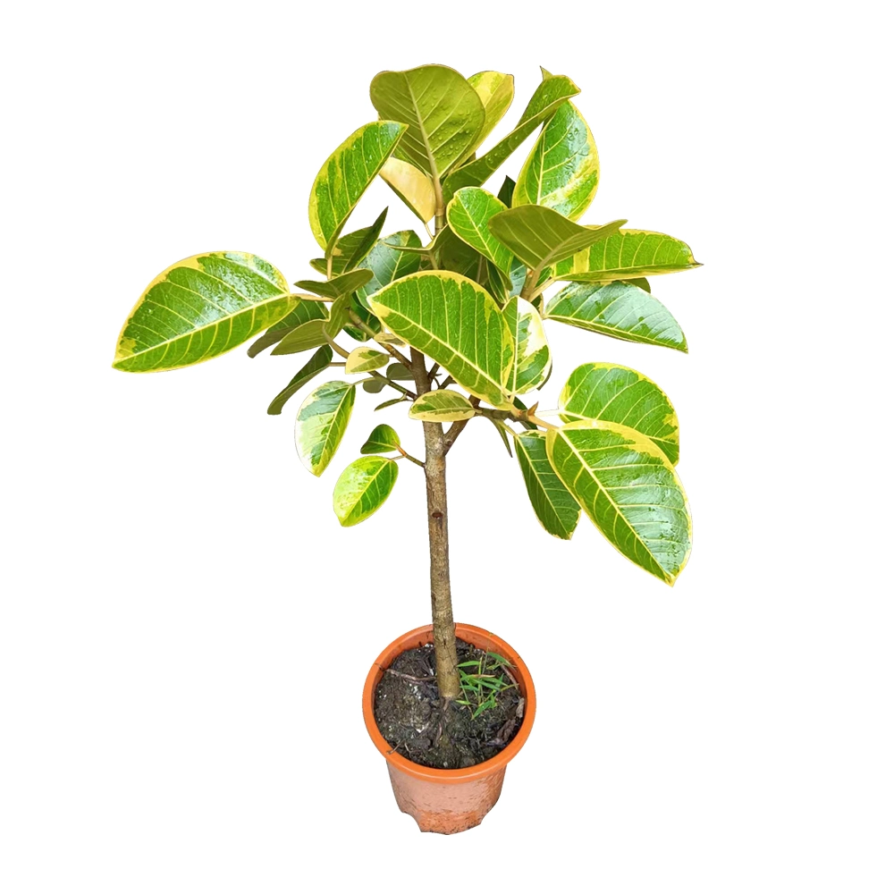 Ficus Altissima CV. Variegat Planta Real Bonsai plántulas Jardín decoración exterior