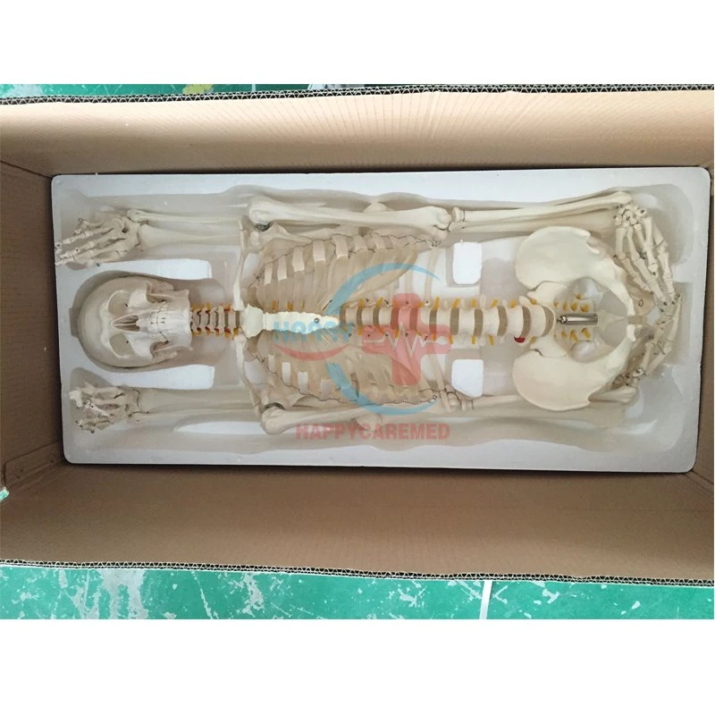 Hc-S201 Good Quality Medical Educational Equipment Human Body Anatomy Skeleton Model 180cm