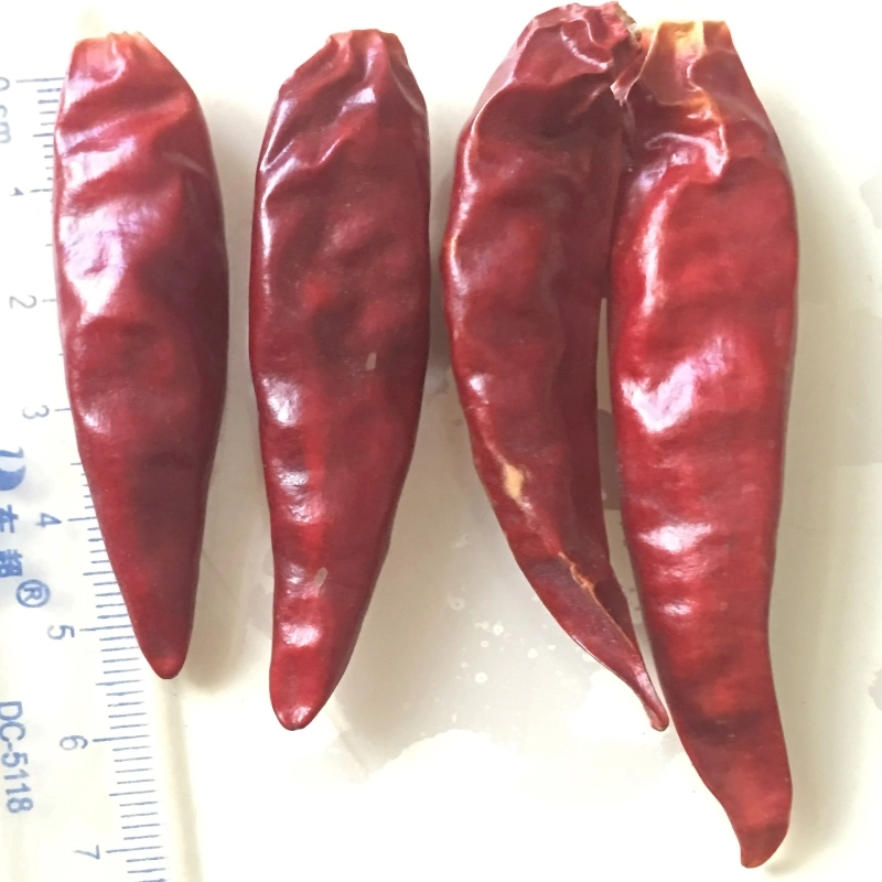Tianjin Chili/Tientsin Chilli/Tianying Chili From Hehan Plant Base