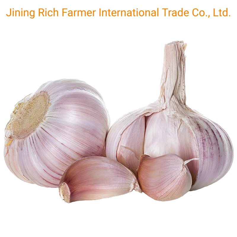 China Fresh Normal White Garlic 5.0cm /5.5 Cm Size