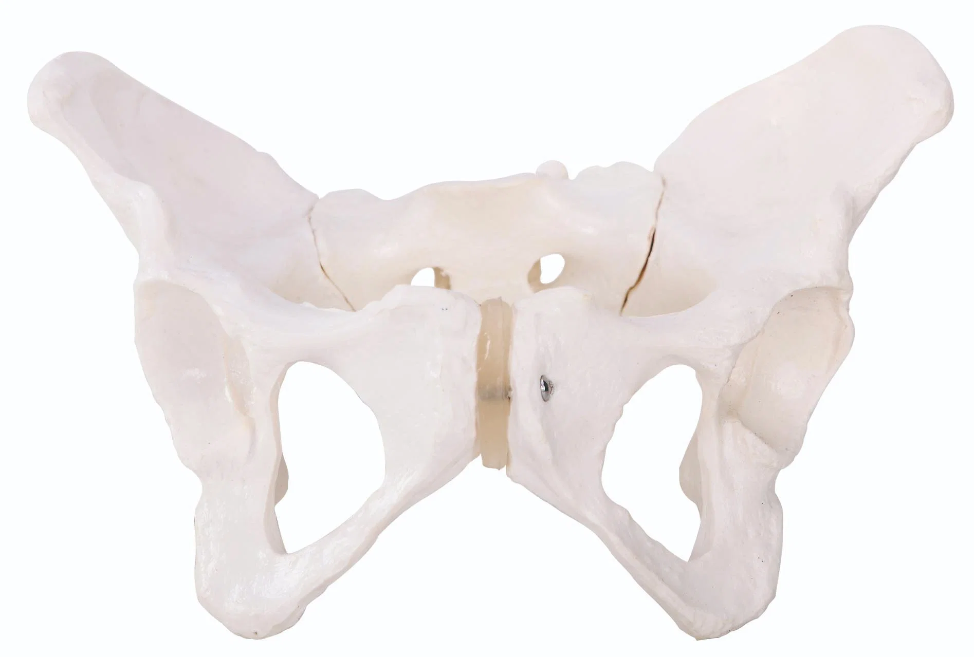 Medical Teaching Models Medical Teaching Anatomical Model Adult Female Pelvis of PVC with Rounded Shape