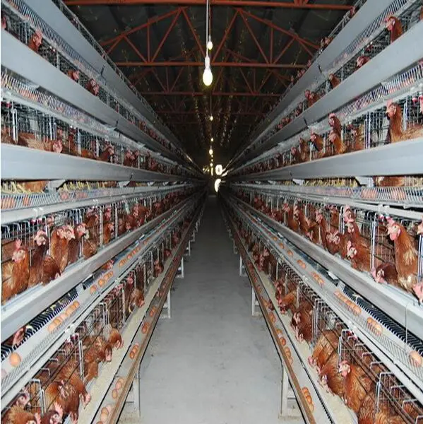 2023 Hot Sale Automatic Poultry Farming Equipment Chicken Layer Battery Cage