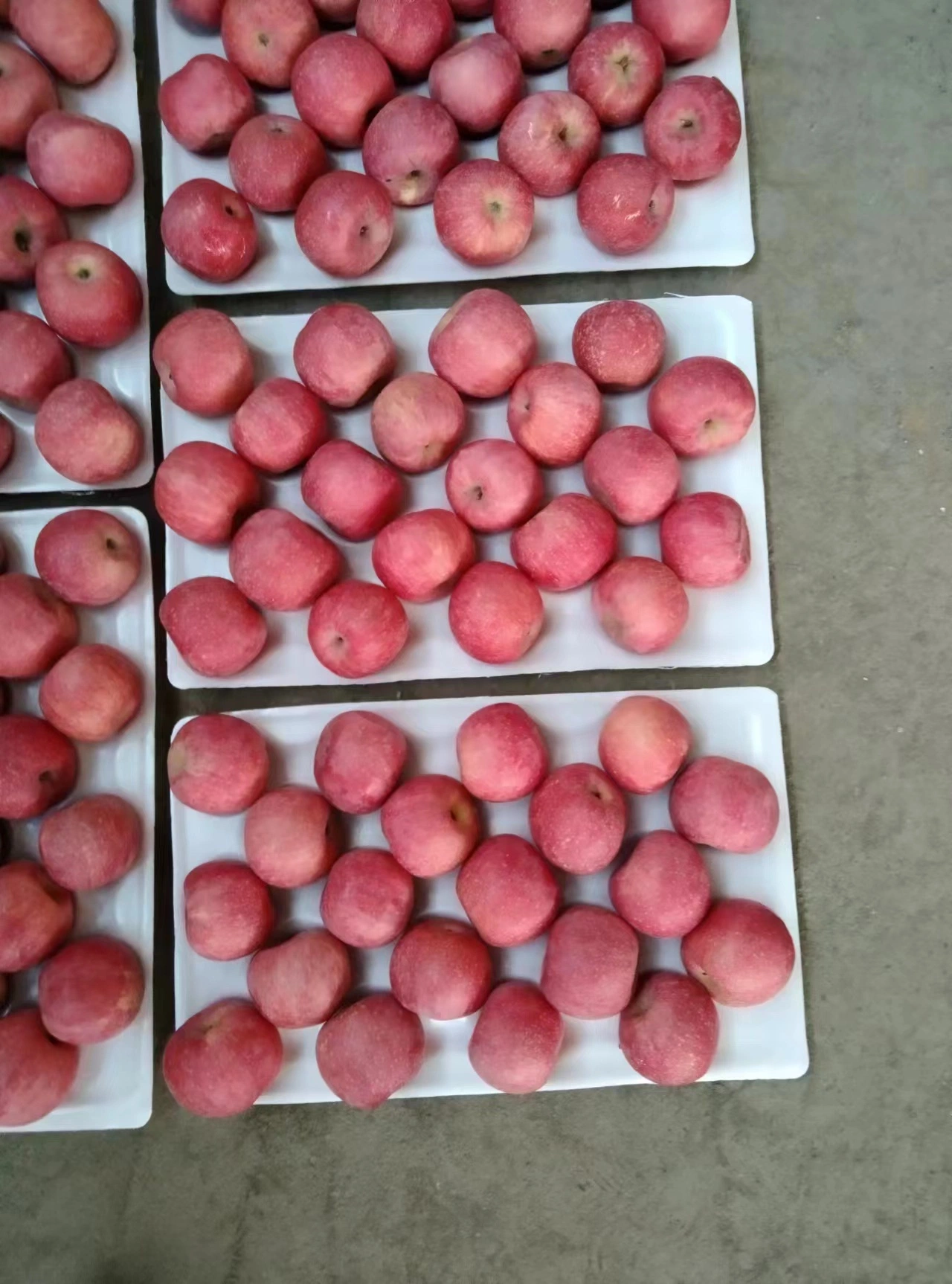 El nuevo cultivo para la venta las manzanas Fuji fresco