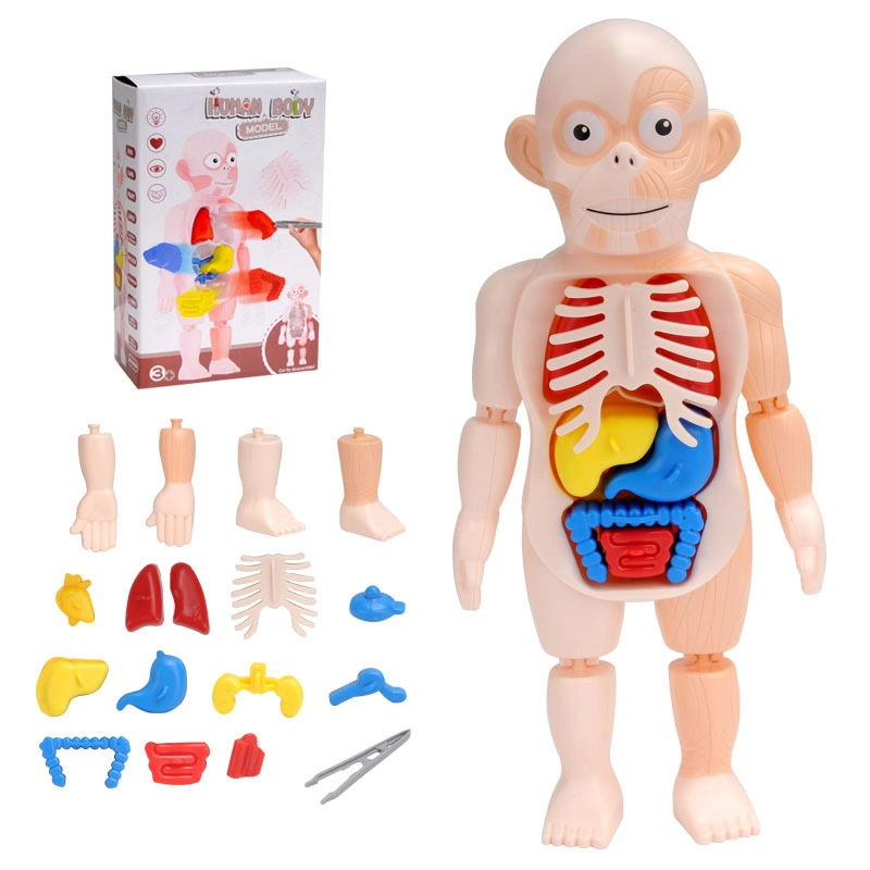 DIY 3D Human Organ Model детские образовательные игрушки для школы Ресурсы для обучения