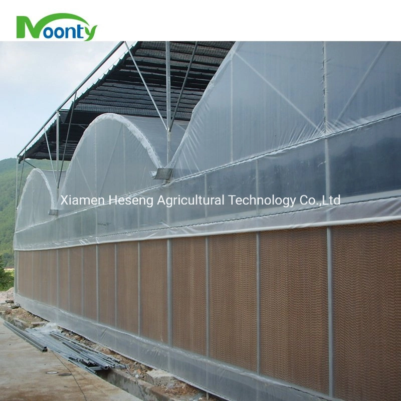 China Agriculture/Commercial Poly-Tunnel Plastic Film Greenhouses with Ventilation for Rose/Flower/Tomato/Pepper/Srawberry/Soilless Hydroponics Growing