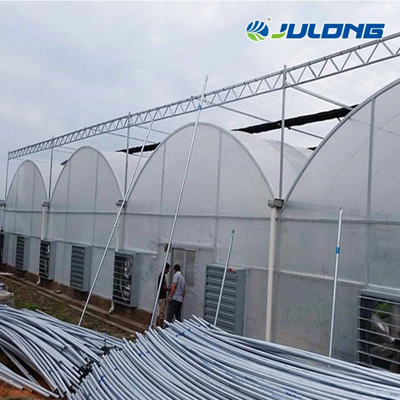 Commercial Hydroponic Greenhouses Multi Span Agricultural Green House for Vegetables Flower Fruits Tomato Strawberry Pepper Eggplant Garden
