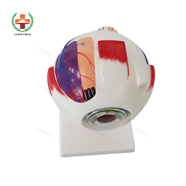 Sy-N023 Ophthaltic Medical Teaching Educational Model Anatomischer menschlicher Augenball Modell