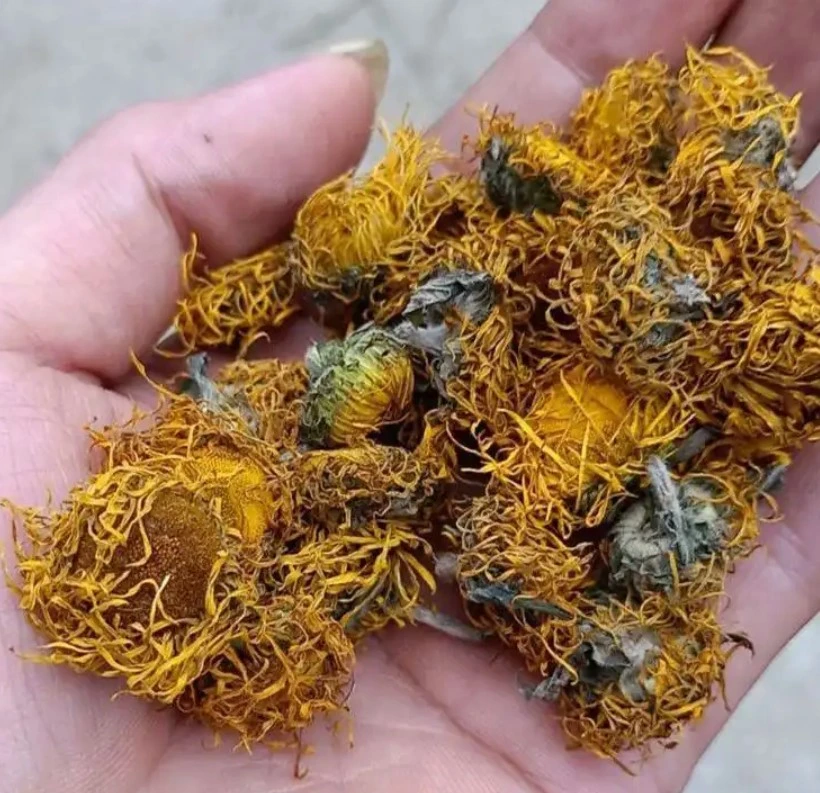 Natural Xuan Fu Hua Flower Dreid Inula Flowers for Flower Tea