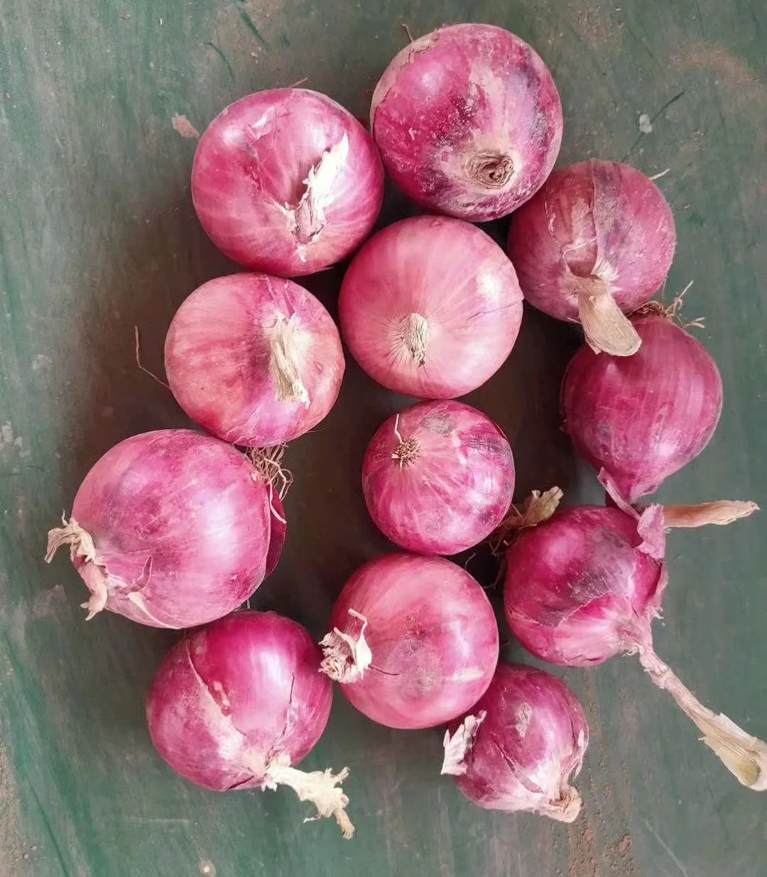 2023 New Crop Chinese Red Onion Amarelo Onion