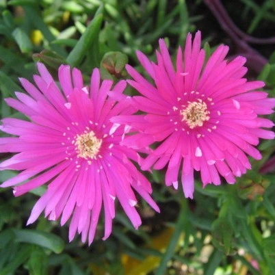 Sceletium Tortuosum Kanna de alta calidad