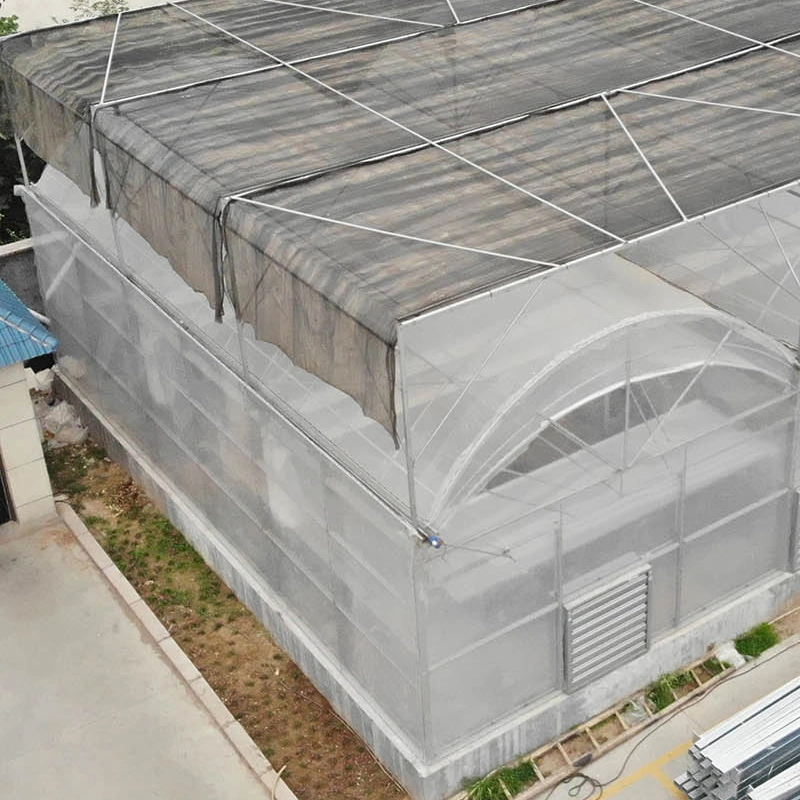 Customized Agricultural Multi-Span Film Greenhouse for Tomato Planting