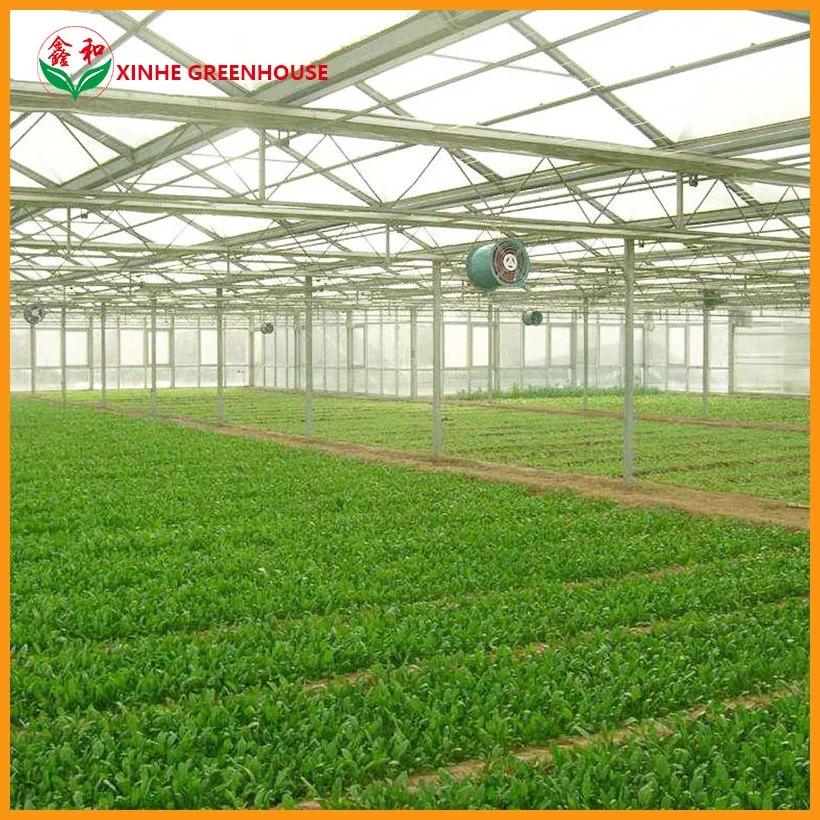 Heating System PC Plate Multispan House Shed Board Venlo Type Polycarbonate Sheet Greenhouse