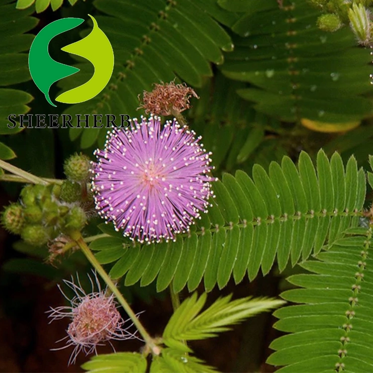 Suplemento extracto de plantas sensibles Mimosa pudica polvo Extracto de Raíz Intermedios Farmacéuticos
