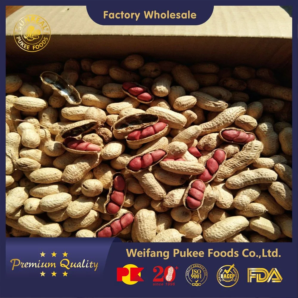 Roasted Peanut in Shell/Red Skin Peanut in Shell/Best Quality From China