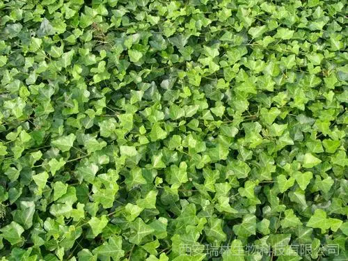 Hedera helix el polvo de tallo de un 10% Hederacoside C, extracto de la hoja de hiedra