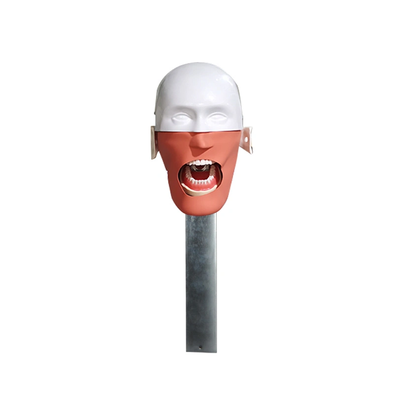 Phantom Head Simulator Dental Manikin Phantom Head for Training Practice for School