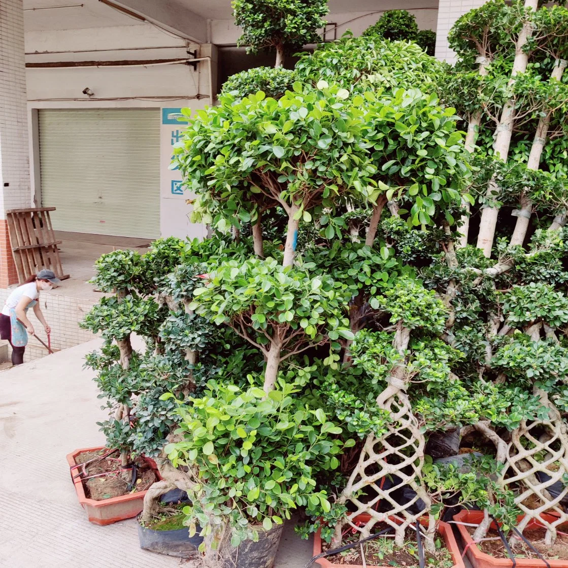 Natural Ficus Panda árbol Wholesale/Suppliers de la Granja al aire libre Bonsai planta