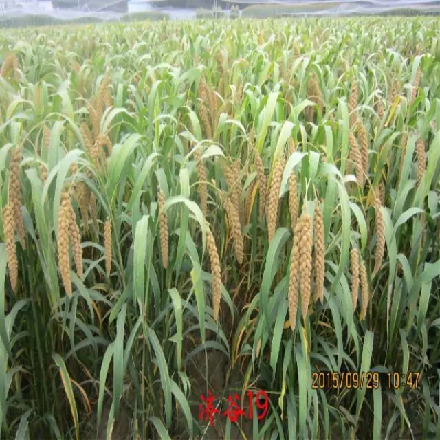 Planting High-Quality Grain Millet in North China, South China and Southwest China