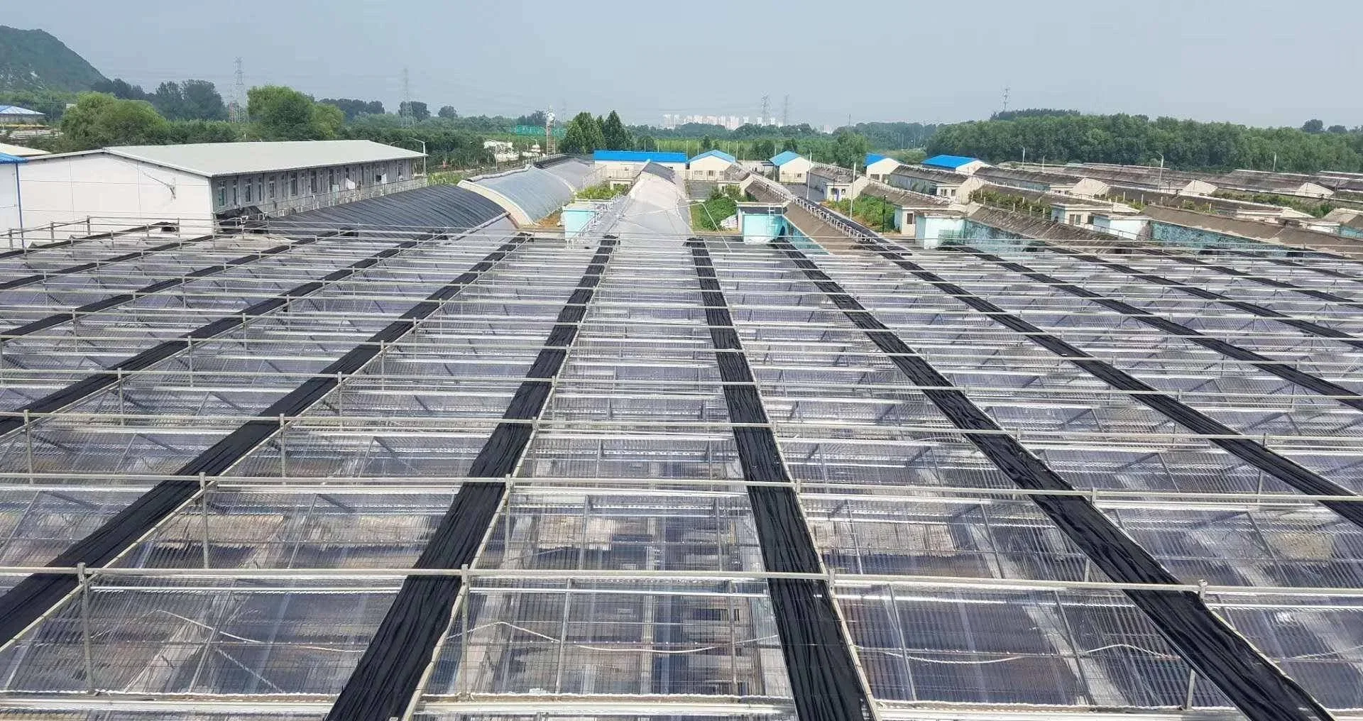 Agricultural Polycarbonate Greenhouse for Mango Cultivation in Japan