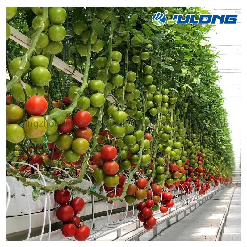 Gutter Connected Multi-Span PE Film Greenhouse for Tomato Cucumber Hydroponic Growing