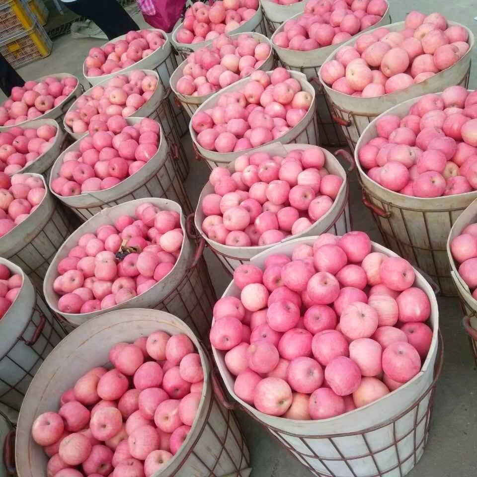 Fresh Shangong Good Quality FUJI Apple