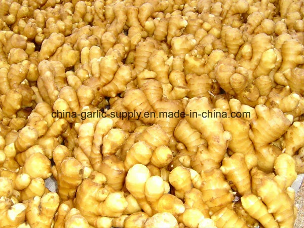 Chinese Shandong Anqiu Products Fresh Fat Air-Dried Dry Ginger Buyer