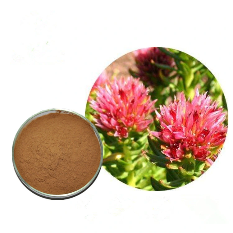 Atacado rhodiola rosea extracto pó 5% Salidroside pó rhodiola rosea Extrair raiz