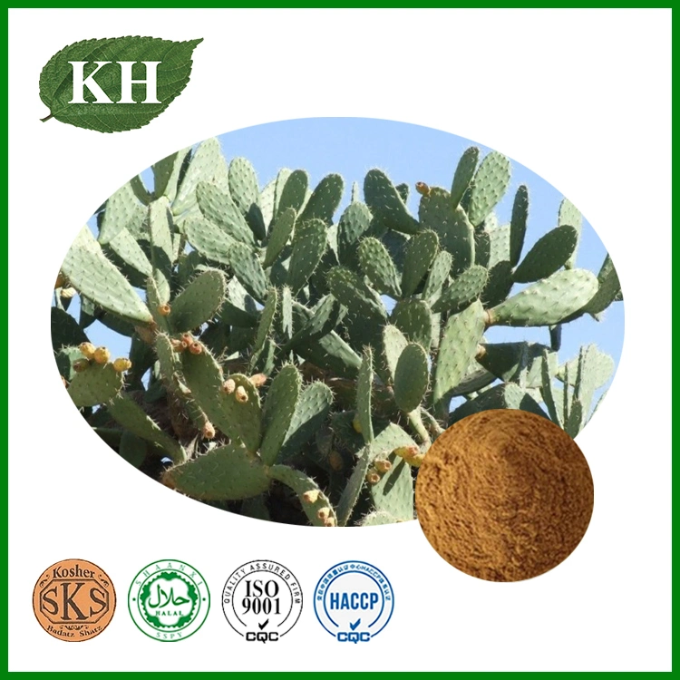 Diabetes Treatment Natural Cactus Extract