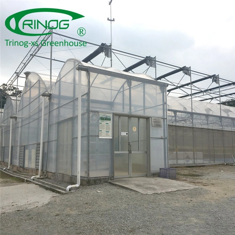 China Intelligent Large Scale Multi-span Film Greenhouse